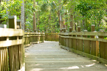 Ecological trail with trees and wooden path