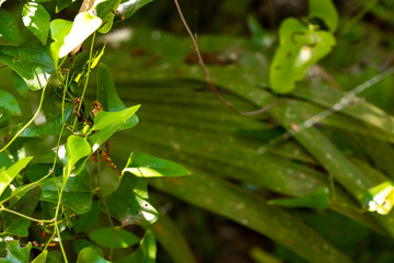 Green vegetation macro photo with detail