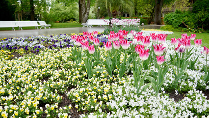 Kurpark in Bad Reichenhall bei Regenwetter mit Tulpen und anderen Blumen