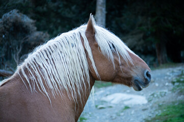 Closeup profile shot of a wild horse in the mountains of the French Pyrenees