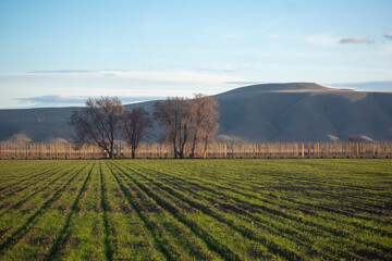 Yakima Valley Farmland