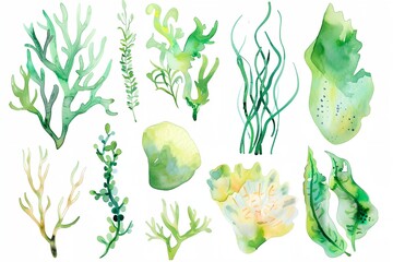 Watercolor sea coral and seaweed clipart. Hand drawn watercolor sea themed elements. Illustration isolated on white background