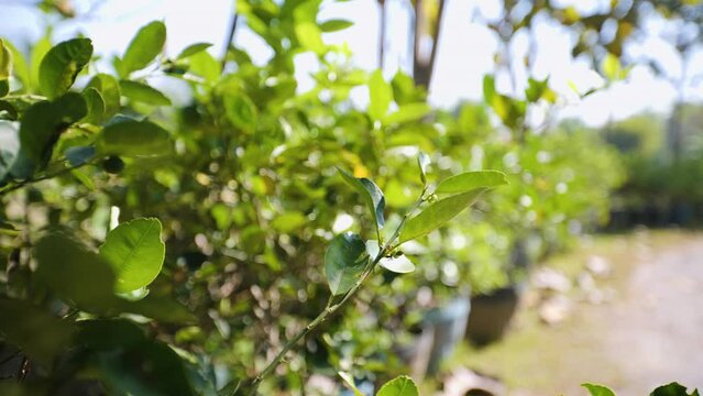 Organic herb garden Gymnema inodorum.