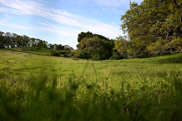 landscape with grass and sky