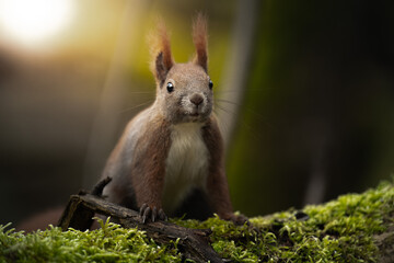 Red Squirrel