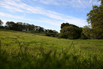 Obraz premium landscape with grass and sky