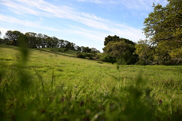 landscape with green grass and sky