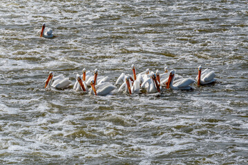 American White Pelicans Feeding At The Fox River Dam And Rapids At De Pere, Wisconsin, During Spring Migration