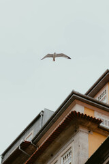 seagull on the roof
