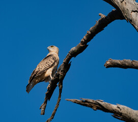 Juvenile black-chested snake eagle photographed in Rietvlei Nature Reserve, Gauteng, South Africa.