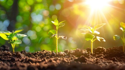 Seeding are growing in the soil and light of the sun, Planting trees to reduce global warming.