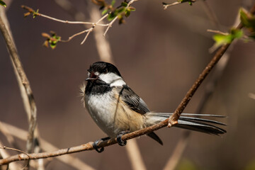Black-Capped Chickadee