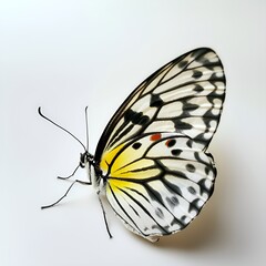 Fototapeta na wymiar Beautiful Colorful Butterfly on White Background