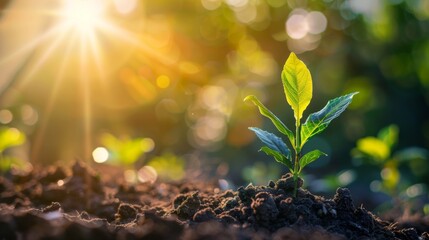 Seedling are growing in the soil with backdrop of the sunlight.Planting trees to reduce global warming.