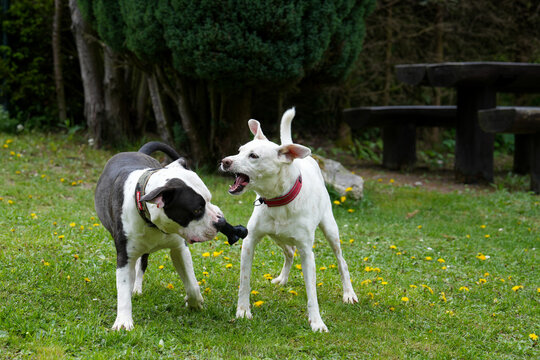 Playing dogs