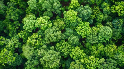 Naklejka premium Aerial top view of green trees in forest. Drone view of dense green tree captures CO2. Green tree nature background for carbon neutrality and net zero emissions concept.