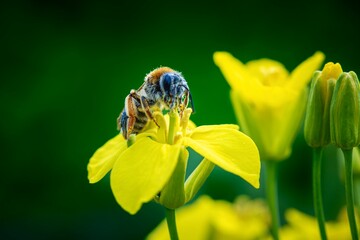 bee on  the yellow flower of canola