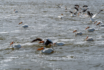 American White Pelicans Feeding At The Fox River Dam And Rapids At De Pere, Wisconsin, During Spring Migration