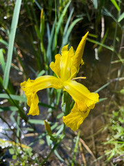Gelbe Sumpf-Schwertlilie Iris pseudacorus w&auml;chst am Rande eines Teiches