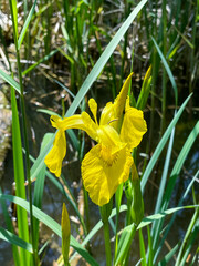 Gelbe Sumpf-Schwertlilie Iris pseudacorus wächst am Rande eines Teiches