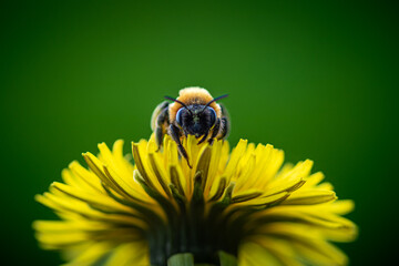 bee on yellow flower