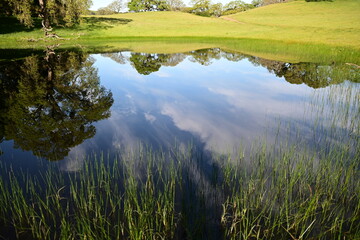 green grass and lake