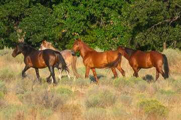 Wild Horses, Yakima Washington