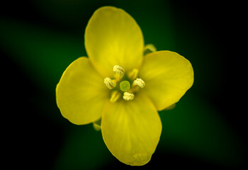 yellow canola flower
