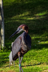 great blue heron ardea cinerea