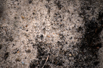 ants on the rock