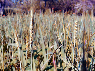field of wheat in summer