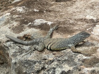 Lizard on a rock