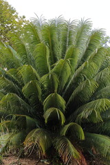 Impressive specimen of palma corcho -cork palm tree, Microcycas calocoma- growing in Las Terrazas tourist rural eco-community. Candelaria-Cuba-138