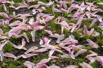 Pink magnolia flowers on the ground in the garden, close up