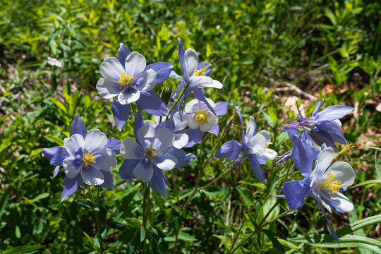Wild columbine flowers in the mountains with grass