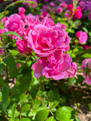 Germany, Nuremberg- 2022, May: pink rose bush