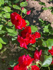 Germany, Nuremberg- 2022, May: red rose in garden
