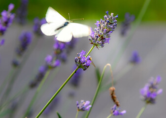 Macro of a cabbage white pieris rapae butterfly on lavender blossoms