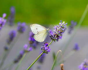 Macro of a cabbage white pieris rapae butterfly on lavender blossoms