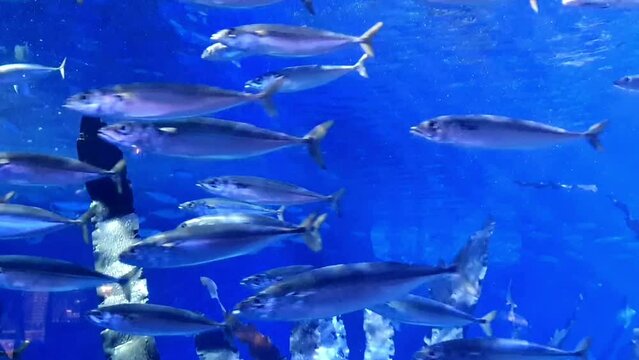 A school of fish swims underwater. A school of fish in an aquarium video. Underwater life of fish. Fish swim in the sea, in the ocean, diving video.