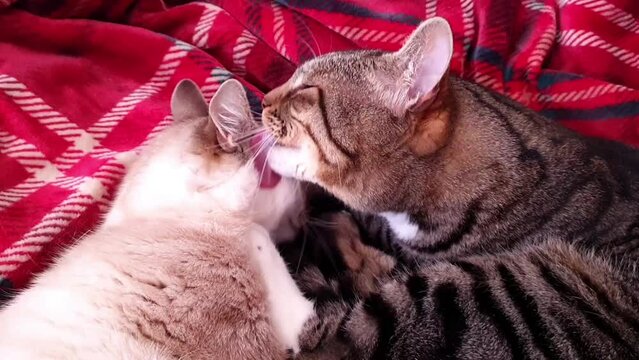 Cute cats lick and kiss. Cats kiss. Cute funny cats. Love, couple, care, reciprocity, romance. Funny pets. Valentine's Day. Cat romance and love. Cats lick their fur and wash themselves.