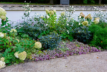 rabata w cieniu, rosliny do półcienia, Hortensja bukietowa, różanecznik, zawilec japoński  i dąbrowka rozłogowa na rabacie, Hydrangea paniculata, Rhododendron, Anemone scabiosa, Ajuga reptans