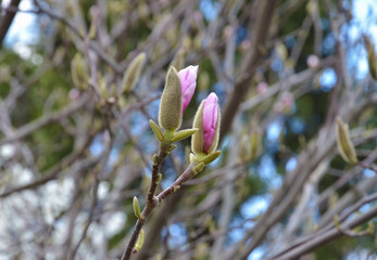 Two buds of pink (purple) magnolia on a branch on a green park background, closeup