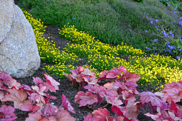 czerwona żurawka i żółte kwiaty na rabacie przy kamieniu, Heuchera, red Heuchera on a flowerbed 