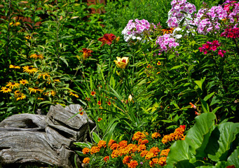 kolorowe floksy wiechowate i pomarańczowe aksamitki na kwiatowej rabacie w ogrodzie, Phlox...