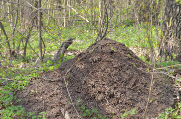 A large anthill on a green lawn in the forest in the shade of trees
