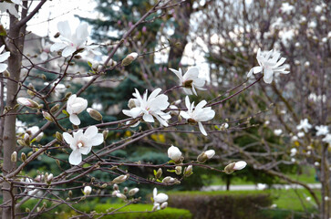 White magnolia flowers on a branch on a green park background