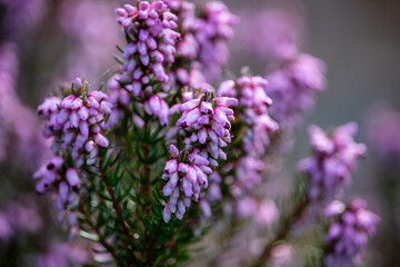 Close up of small pink flowers