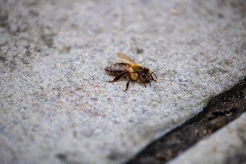Bee on stone