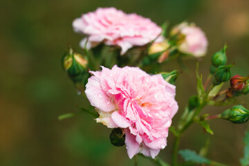 Obraz premium pink rose bush